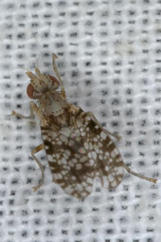 Réf. 268 143 : Trypetoptera punctulata